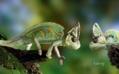 Chameleons1920x120010-25-2011 4_40_17 PM Bing Desktop